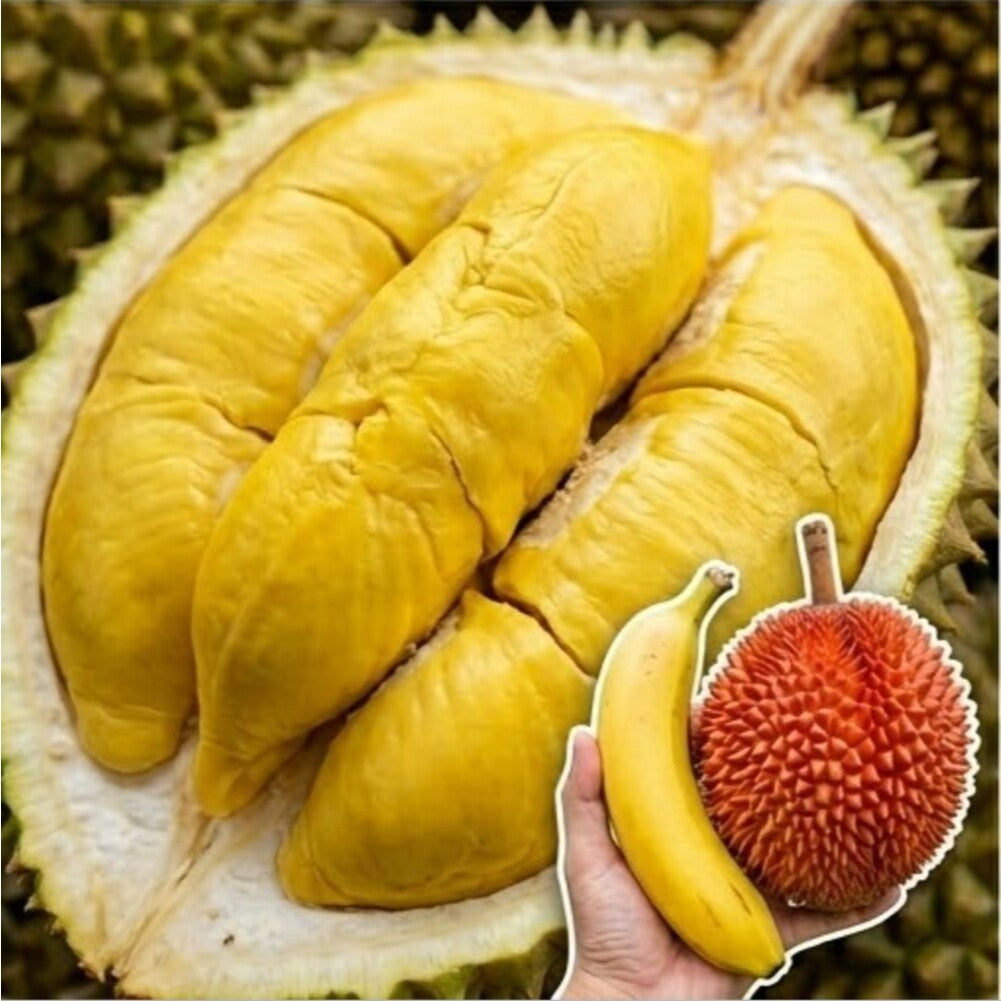 [REPACK] Hornbill Superb N 12-6-22-3+B High Potassium Fertilizer | Baja Durian & Buah Manis 1KG