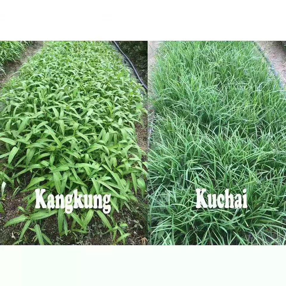 活力昇氨基酸有机肥料 1kg Repack Amino Acid High Organic Fertilizer (Plus++) EM 有益菌 Baja Organik Tanah