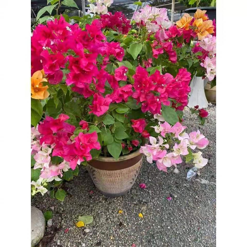 活力昇氨基酸有机肥料 1kg Repack Amino Acid High Organic Fertilizer (Plus++) EM 有益菌 Baja Organik Tanah